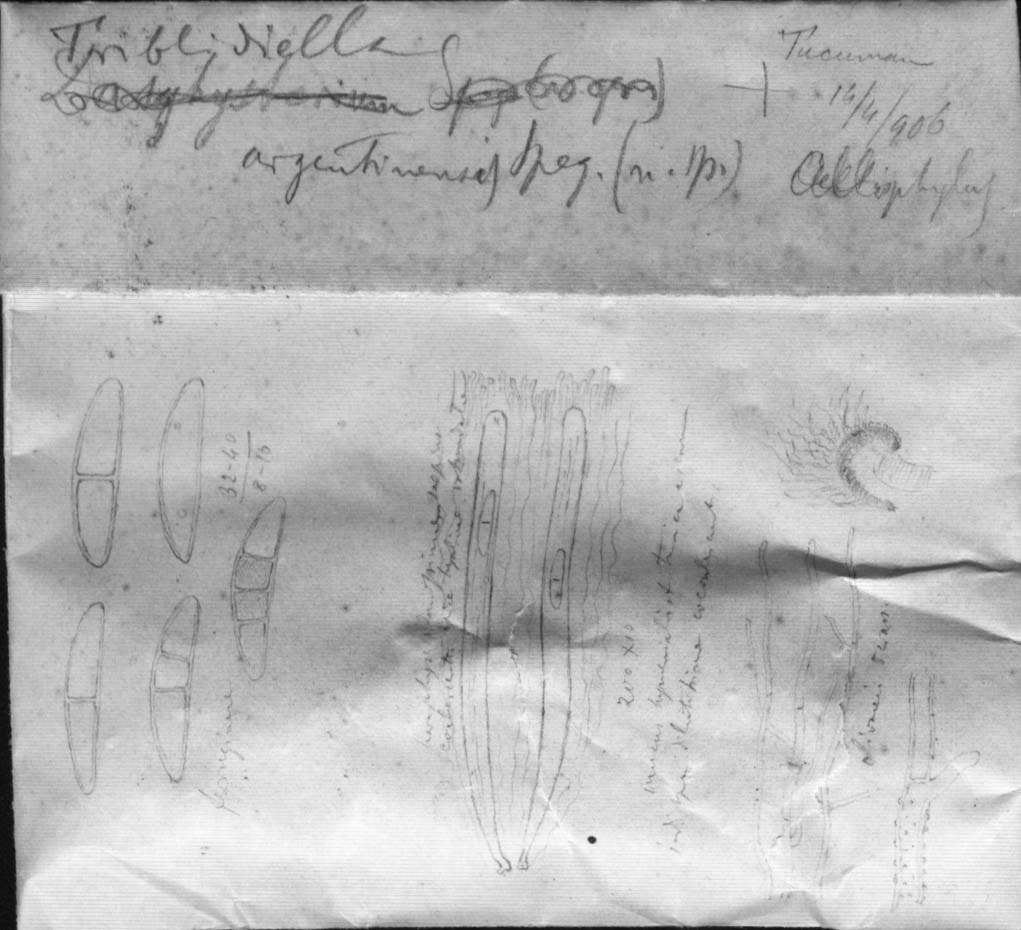 dibujo de Tryblidiella argentinensis Speg.