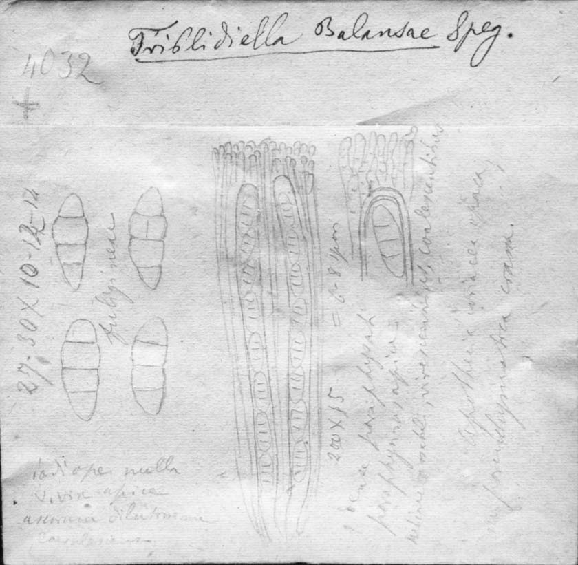 dibujo de Tryblidiella balansae Speg.