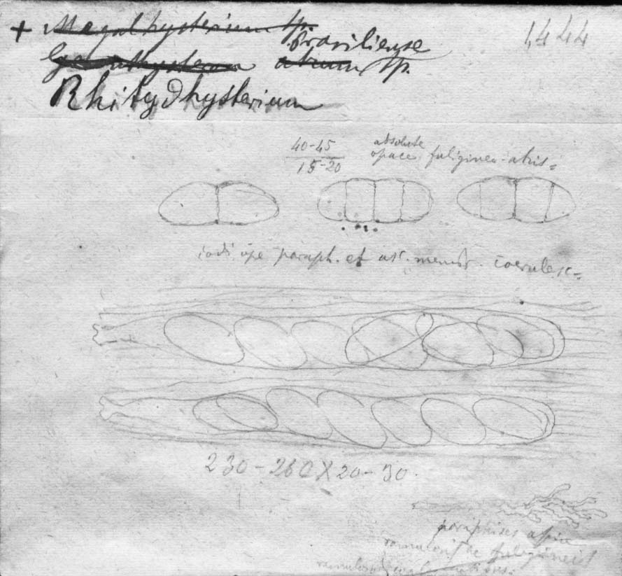 dibujo de Rhytidhysterium brasiliense Speg.