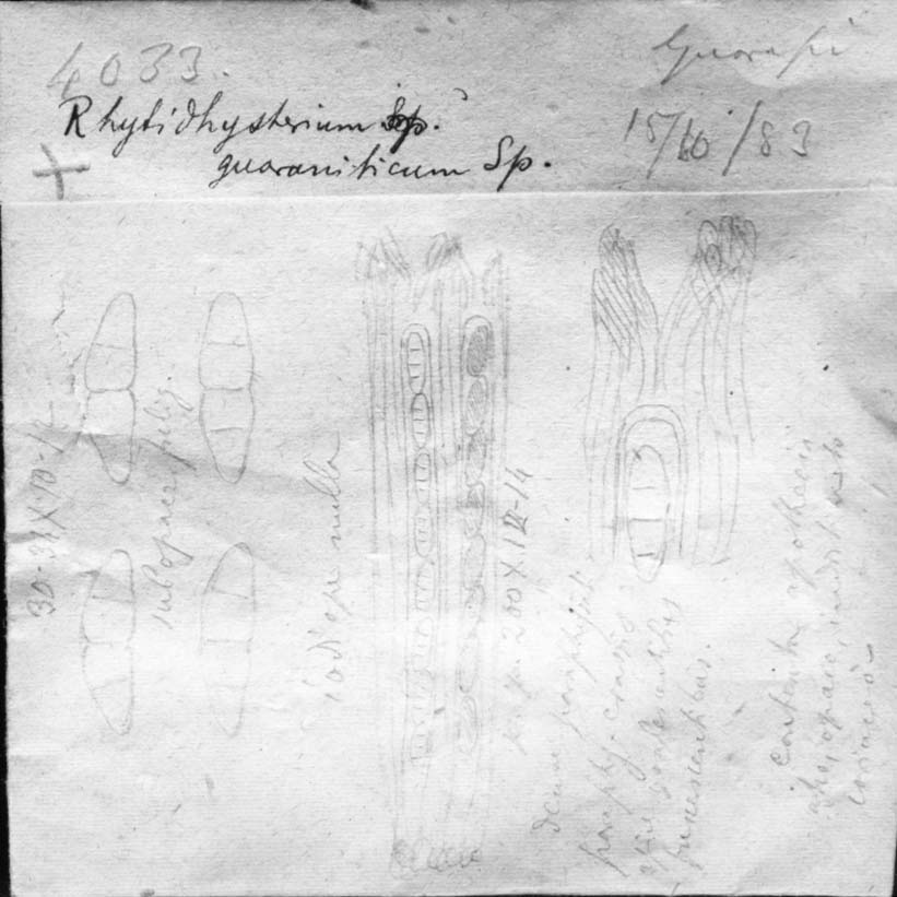 dibujo de Rhytidhysterium guaraniticum Speg.