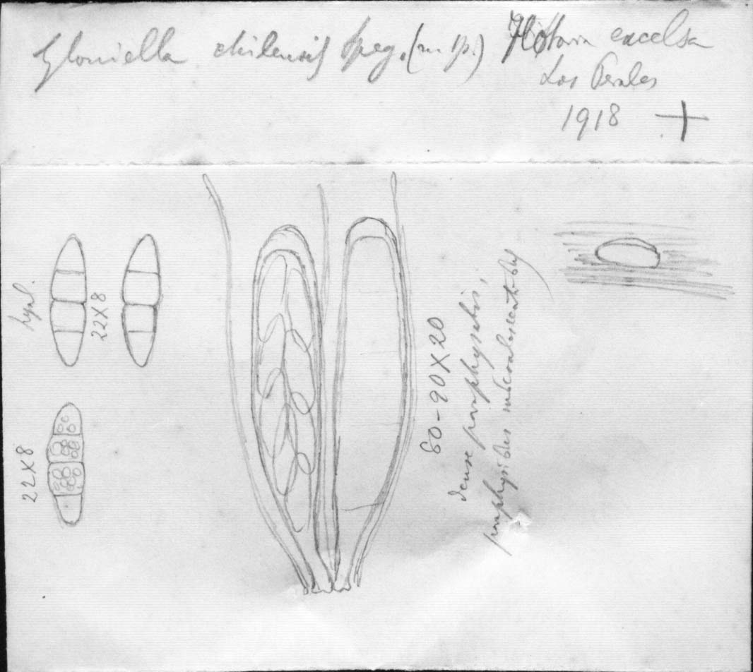 dibujo de Gloniella chilensis Speg.