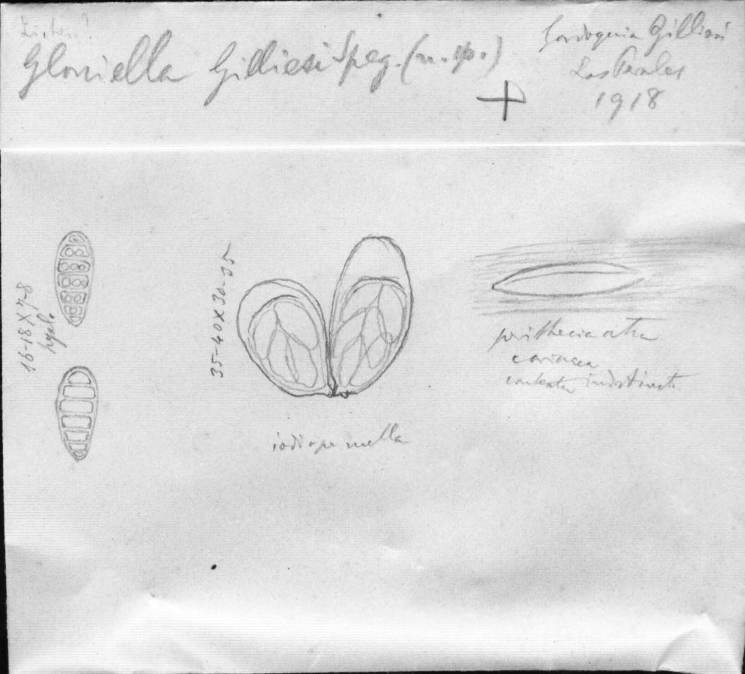 drawing of Gloniella gilliesi Speg.