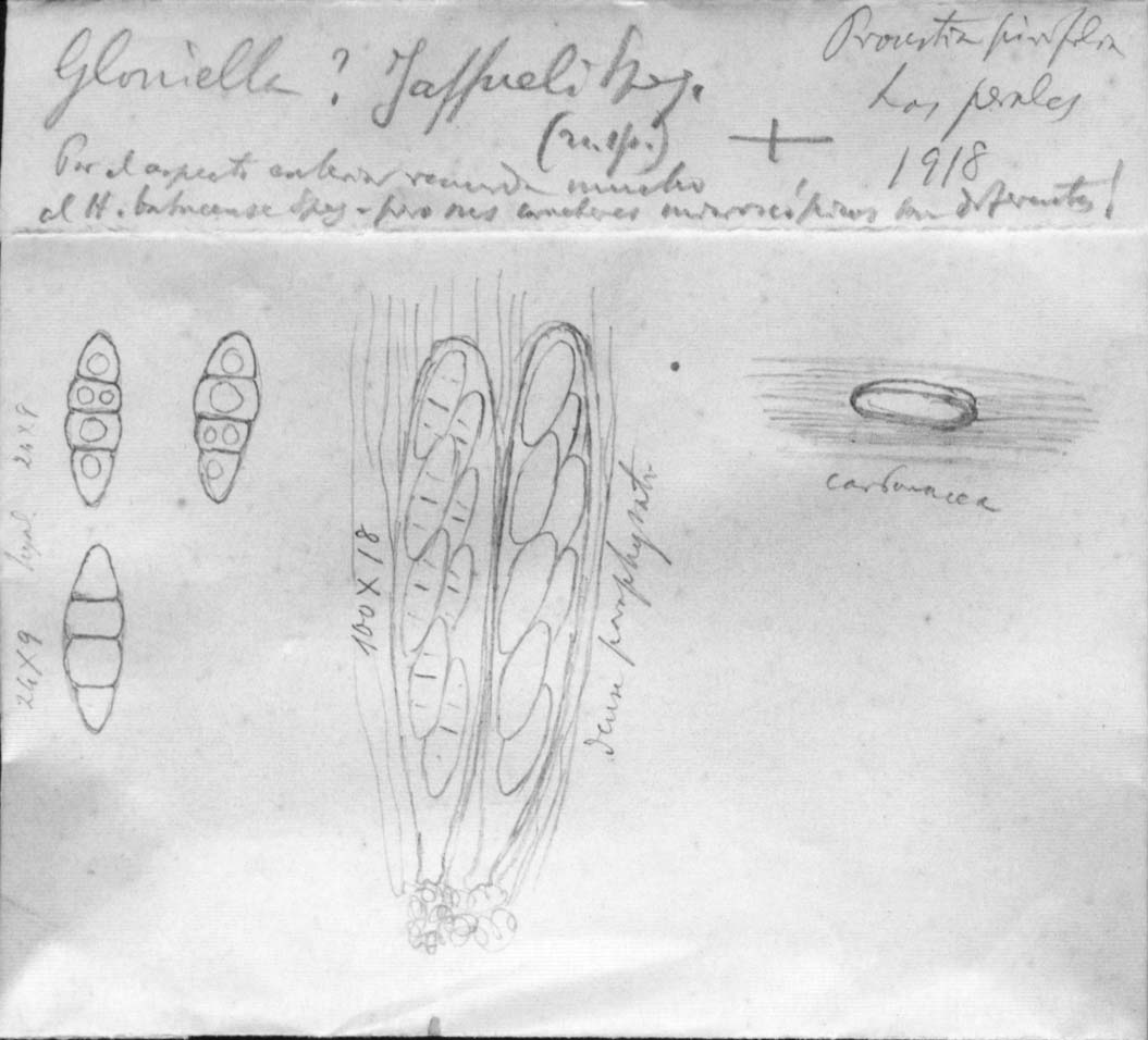dibujo de Gloniella jaffueli Speg.