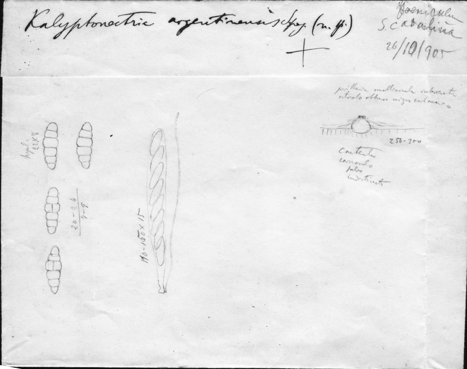 drawing of Calyptronectria argentinensis Speg.