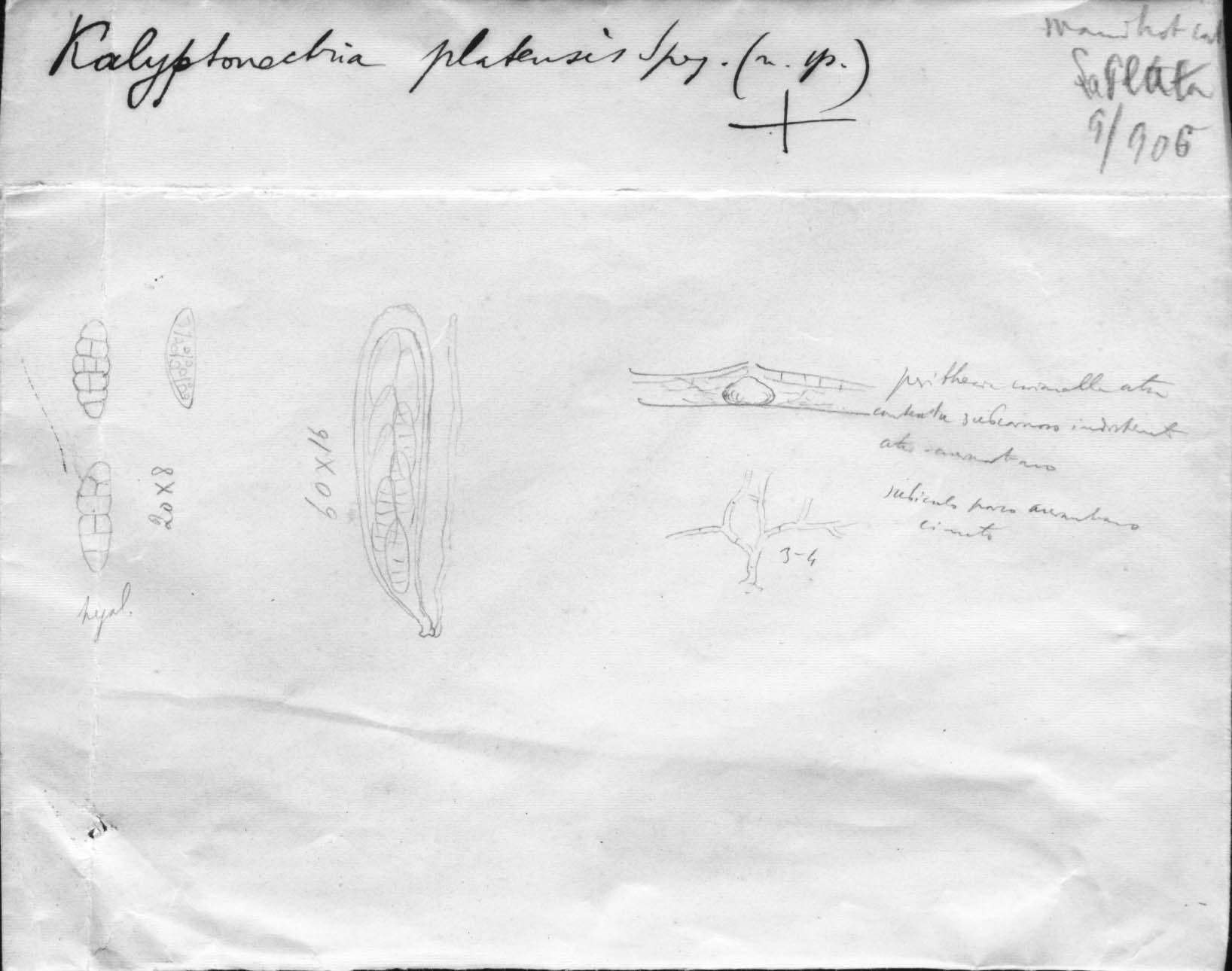 dibujo de Calyptronectria platensis Speg.