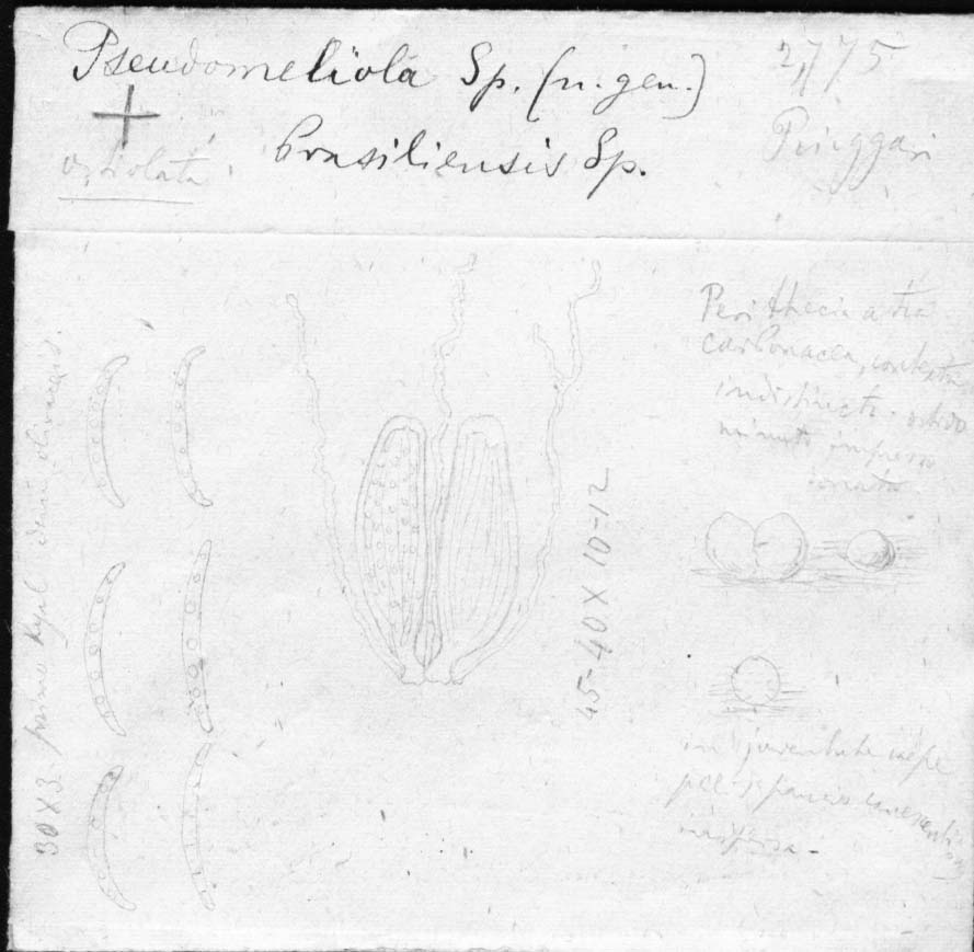 dibujo de Pseudomeliola brasiliensis Speg.