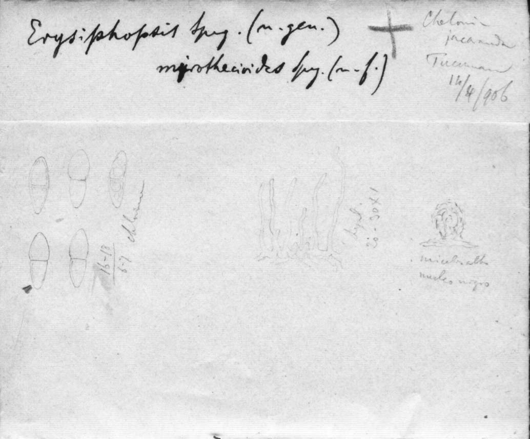 dibujo de Erysiphe myrothecioides Speg.