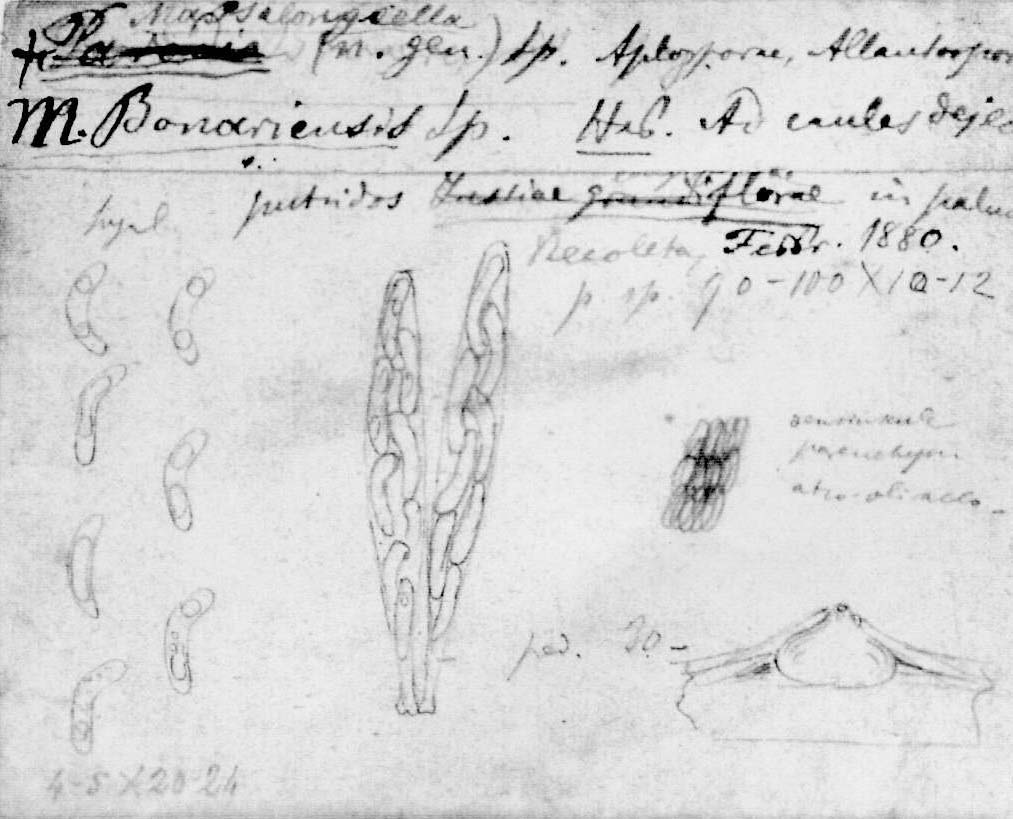 dibujo de Massalongiella bonariensis Speg.