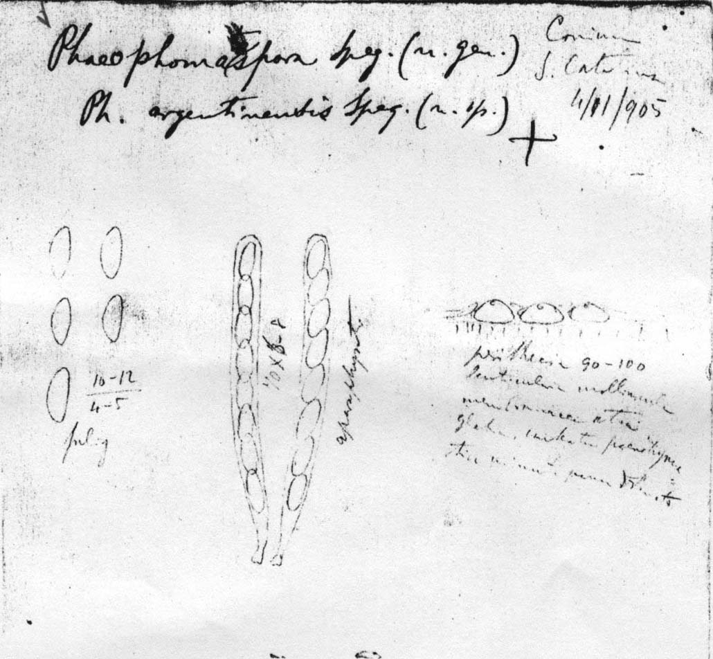 dibujo de Phaeophomatospora argentinensis Speg.