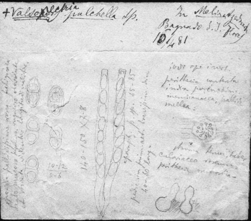 drawing of Valsonectria pulchella Speg.