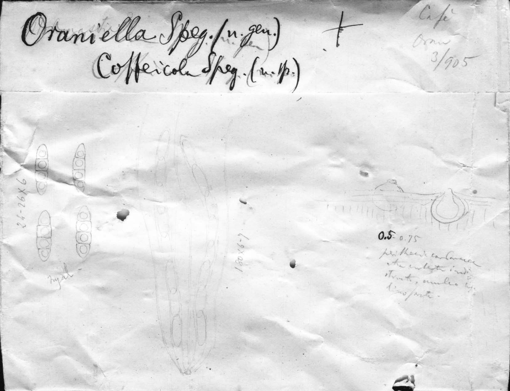 dibujo de Oraniella coffeicola Speg.