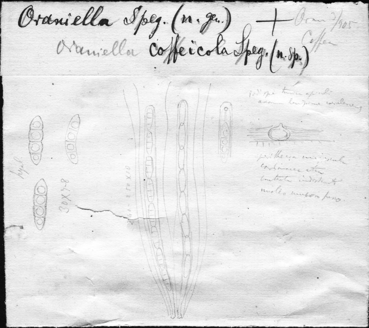 dibujo de Oraniella coffeicola Speg.