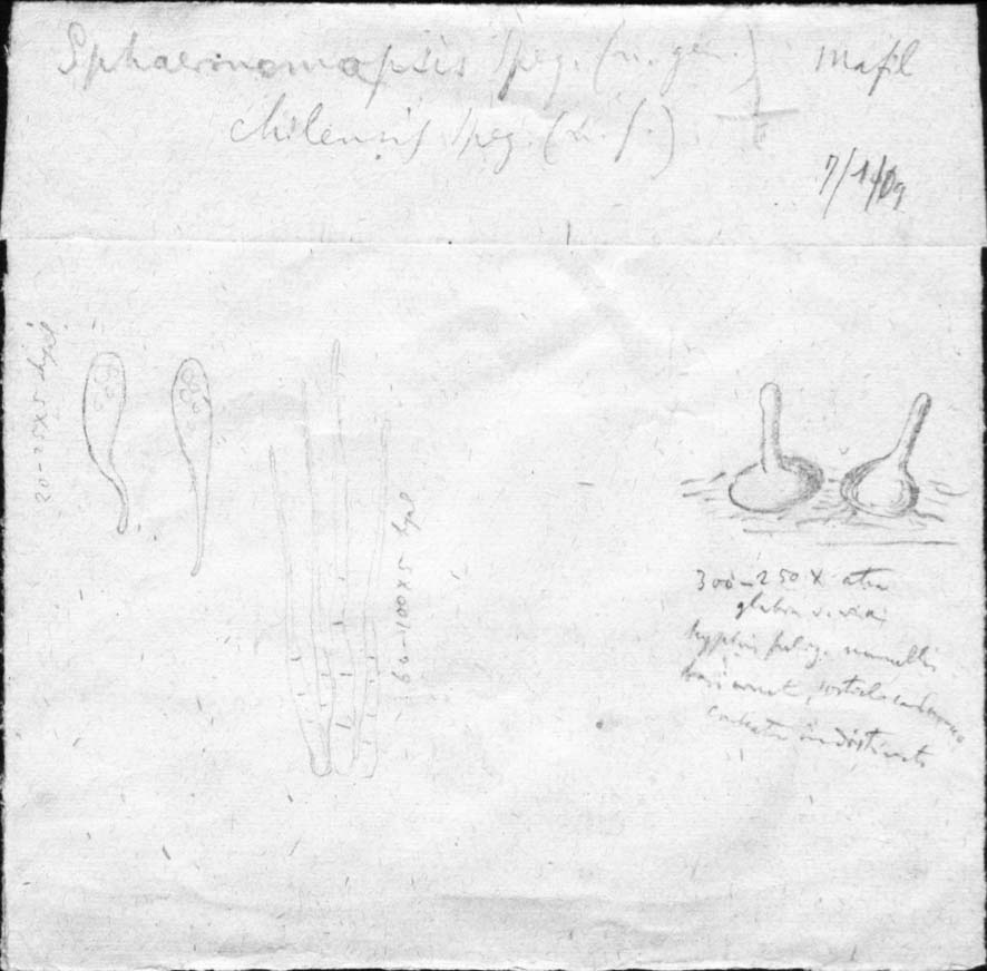 dibujo de Sphaeronemopsis chilensis Speg.
