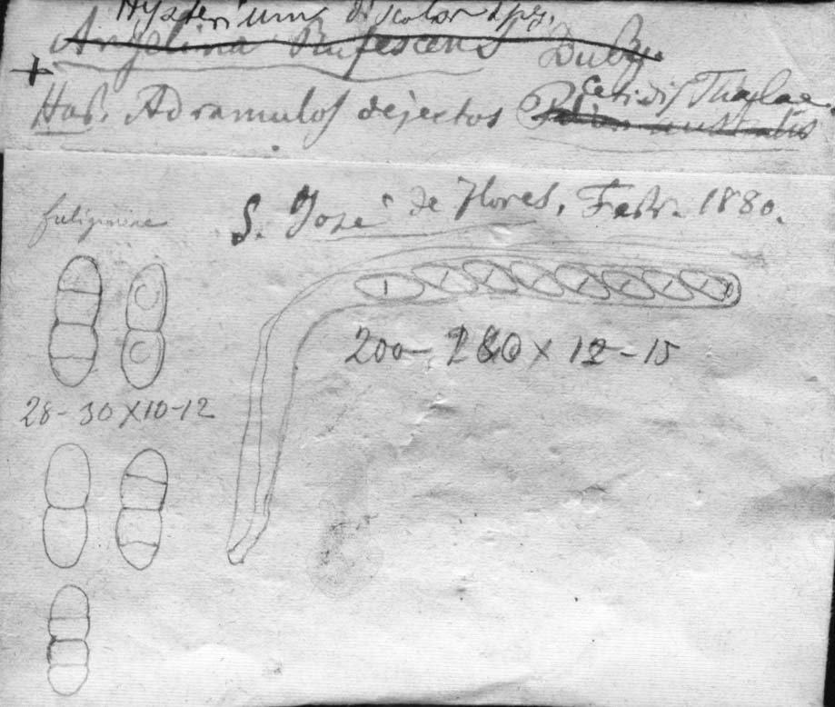dibujo de Hysterium discolor Speg.