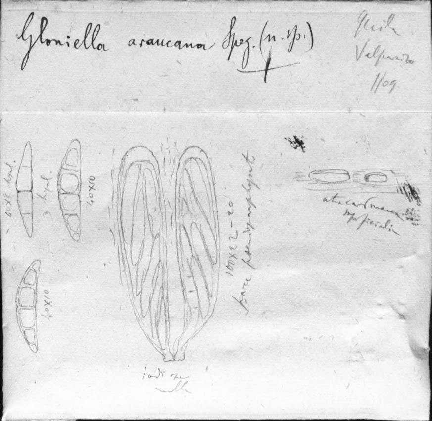 dibujo de Gloniella araucana Speg.