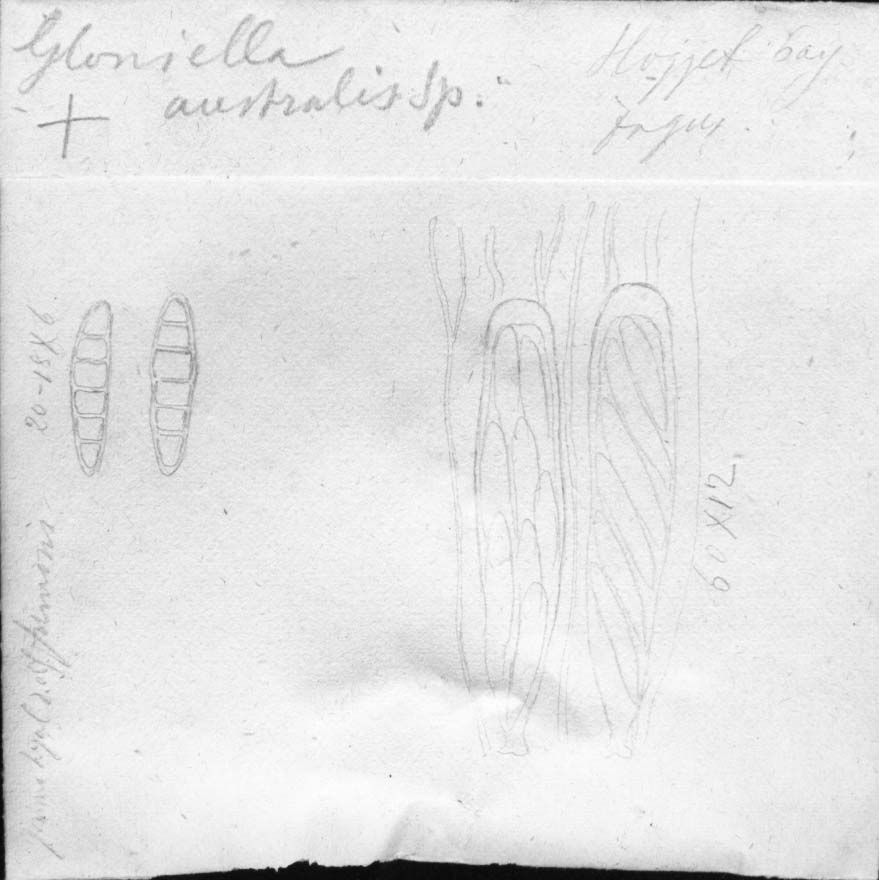 dibujo de Gloniella australis Speg.