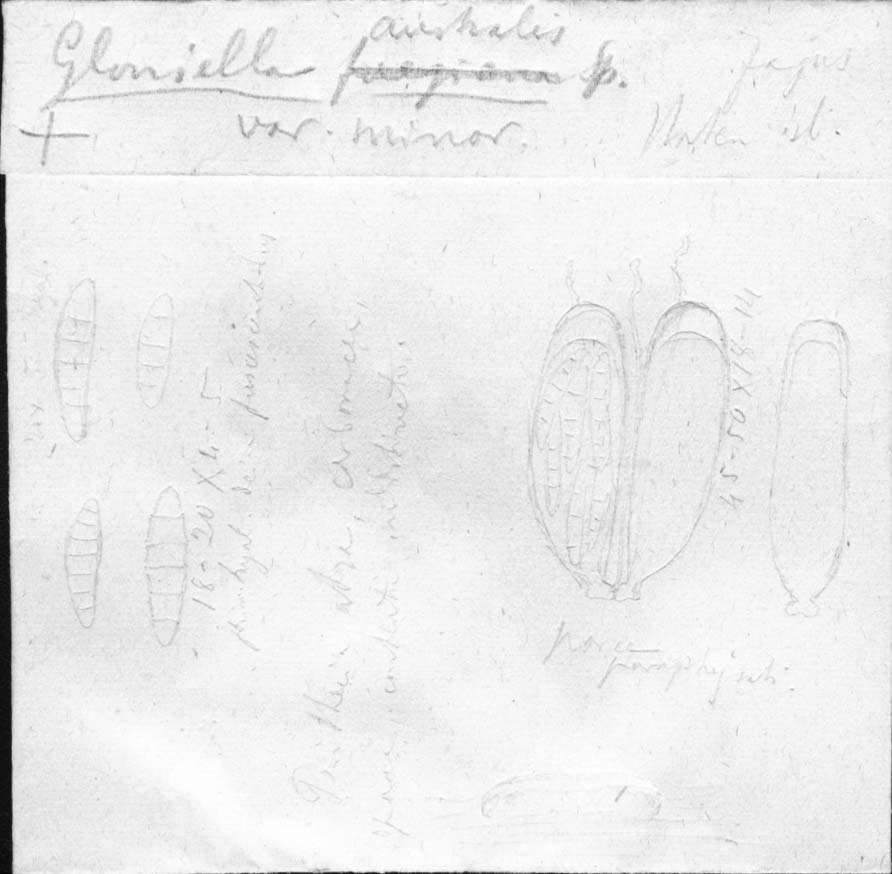 dibujo de Gloniella australis var. minor Speg.