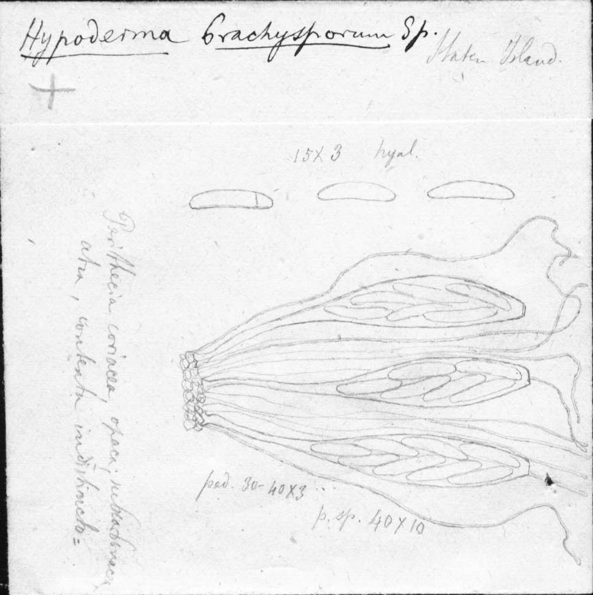dibujo de Hypoderma brachysporum Speg.