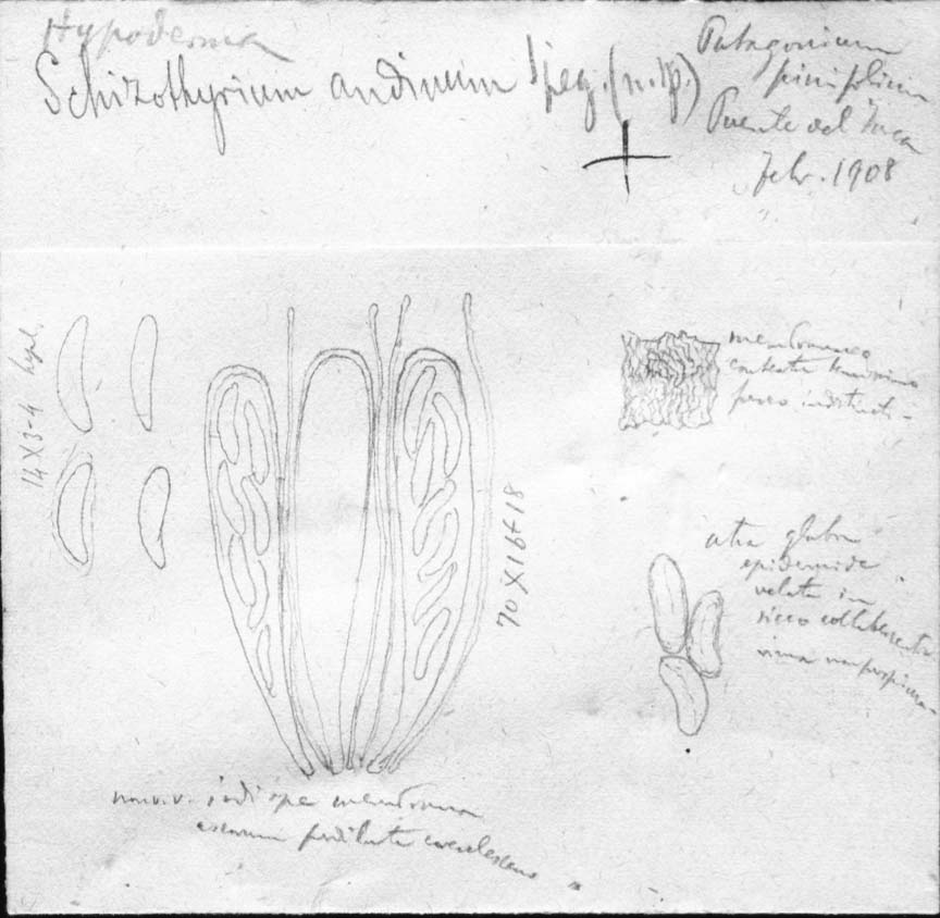 dibujo de Hypoderma andinum Speg.