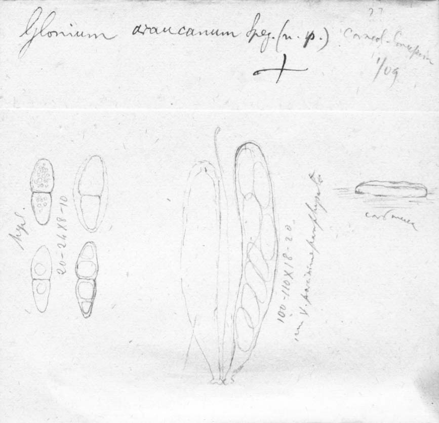 dibujo de Glonium araucanum Speg.