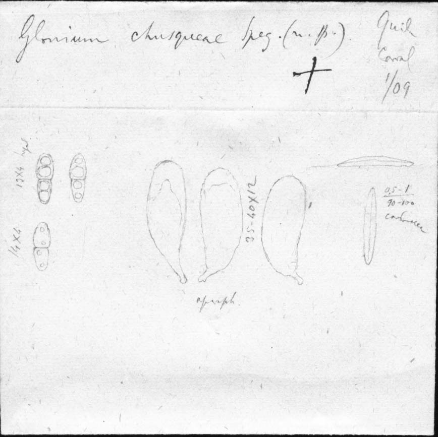 dibujo de Glonium chusqueae Speg.