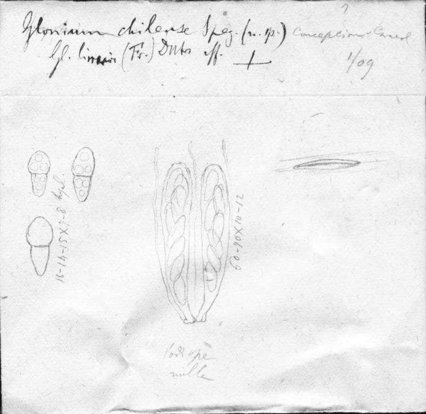 dibujo de Glonium chilense Speg.