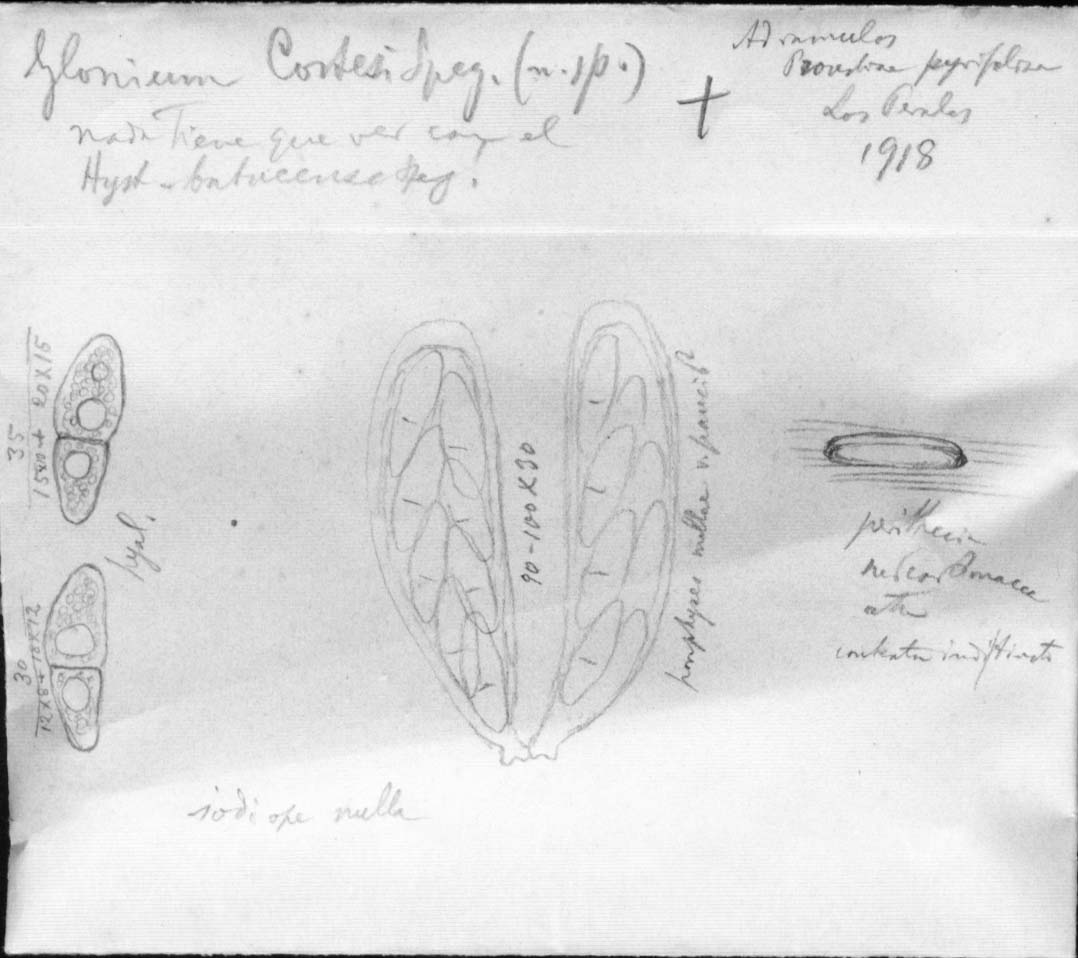 dibujo de Glonium costesi Speg.