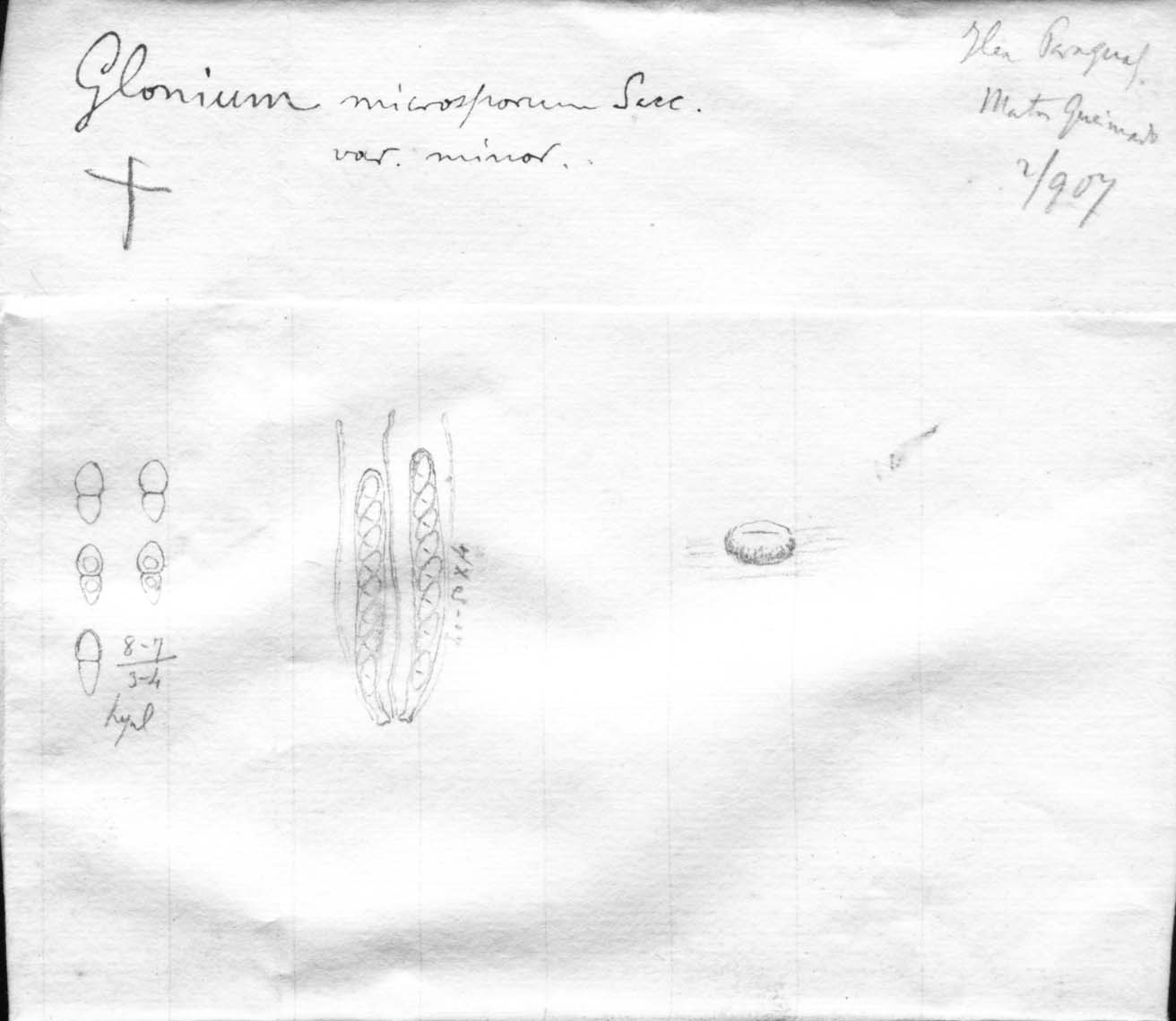dibujo de Glonium microsporum var. minus Speg.