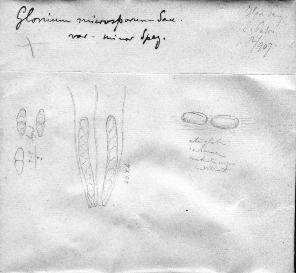 dibujo de Glonium microsporum var. minus Speg.