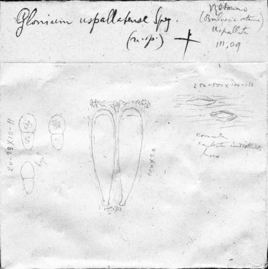 dibujo de Glonium uspallatense Speg.