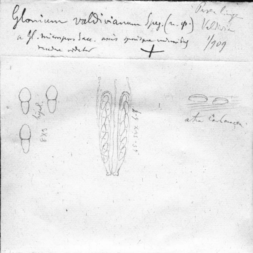 dibujo de Glonium valdivianum Speg.