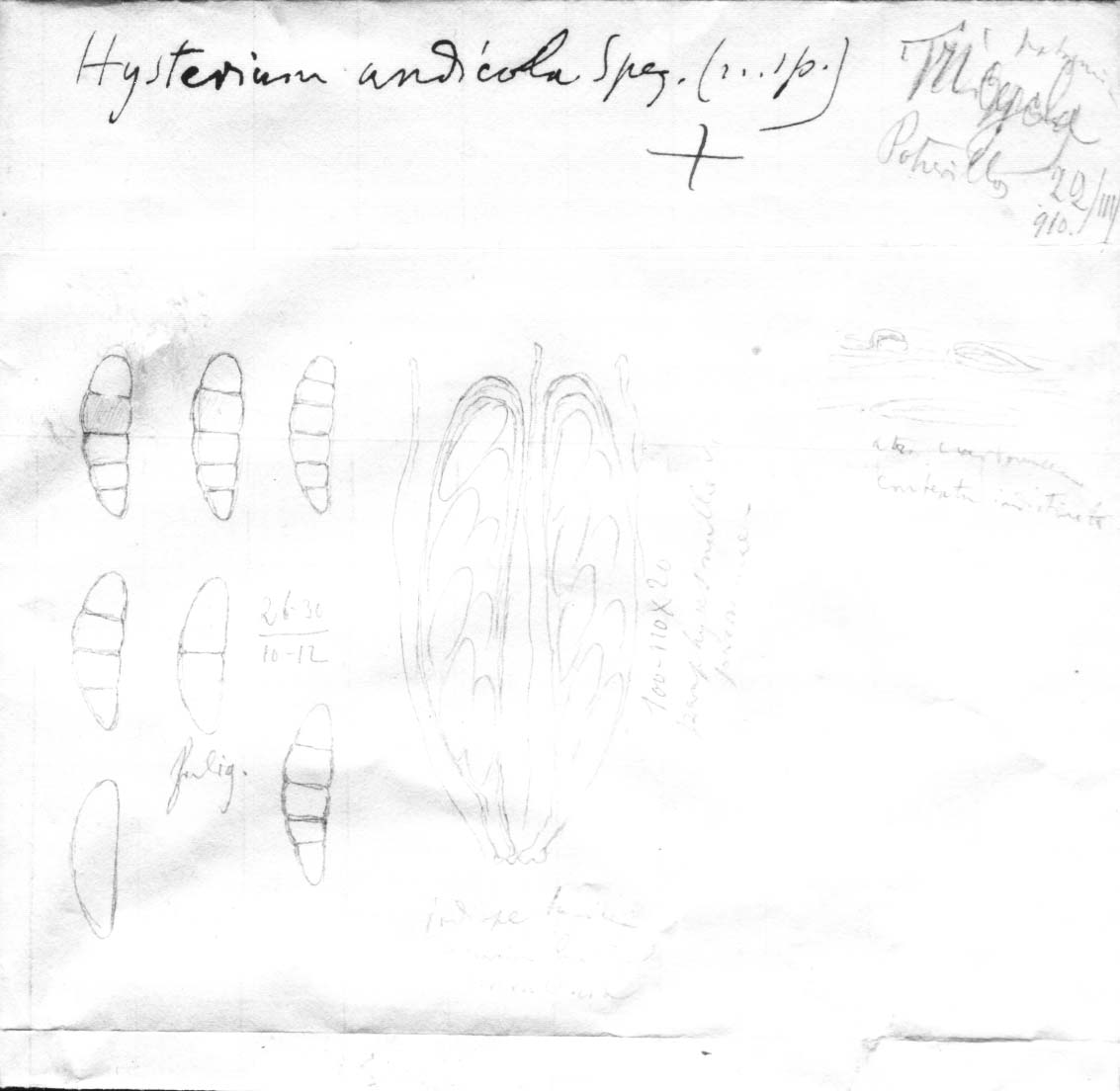 dibujo de Hysterium andicola Speg.