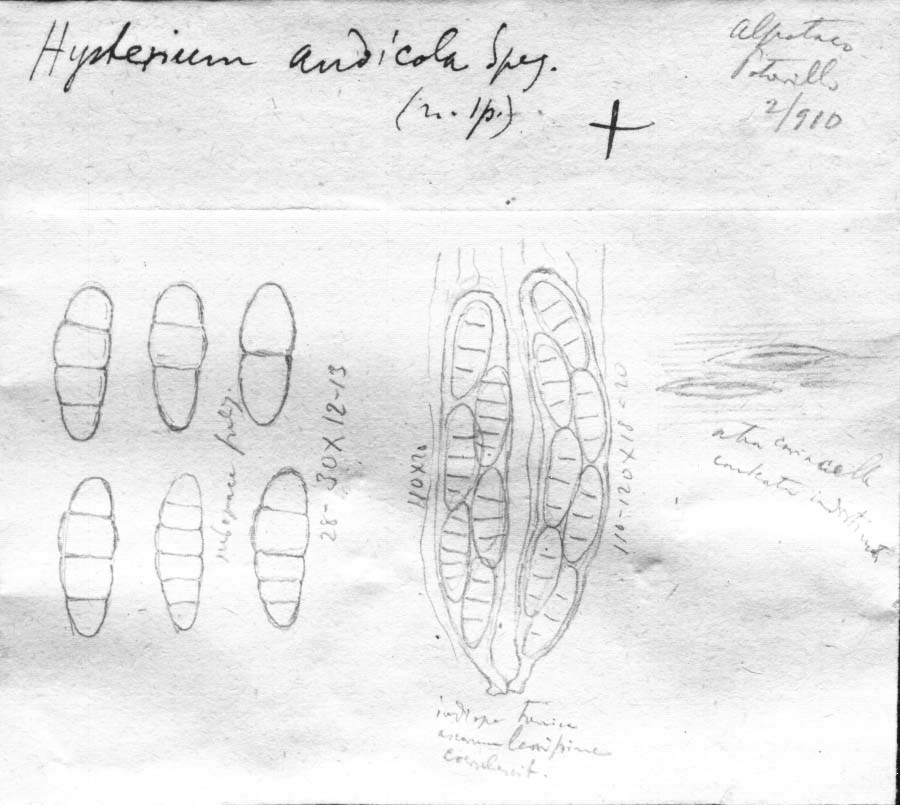 dibujo de Hysterium andicola Speg.