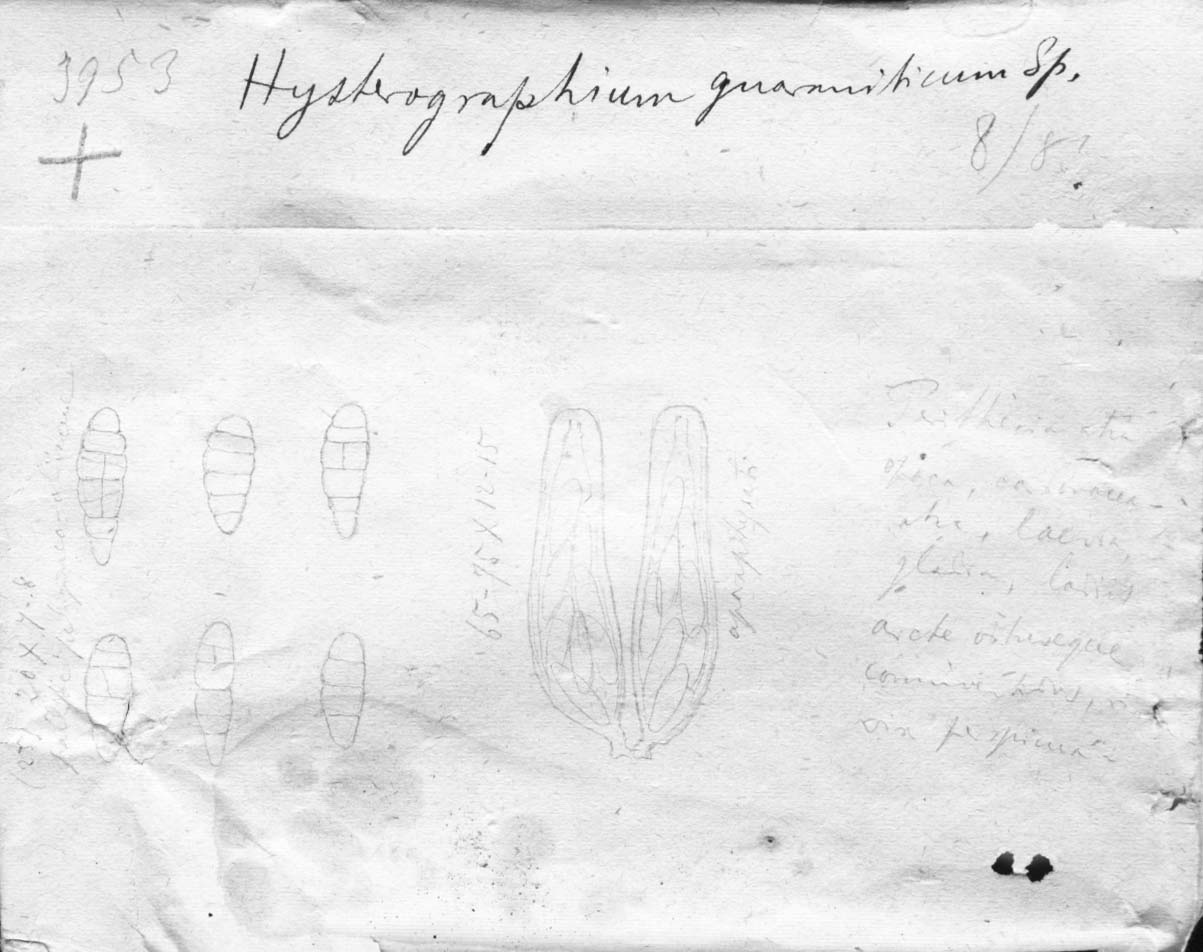 drawing of Hysterographium guaraniticum Speg.