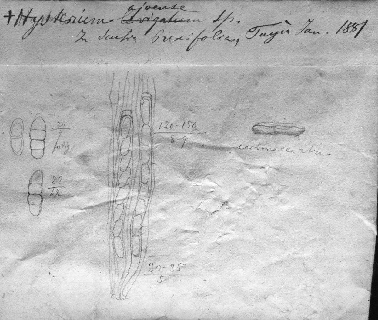 dibujo de Hysterium ajoense Speg.