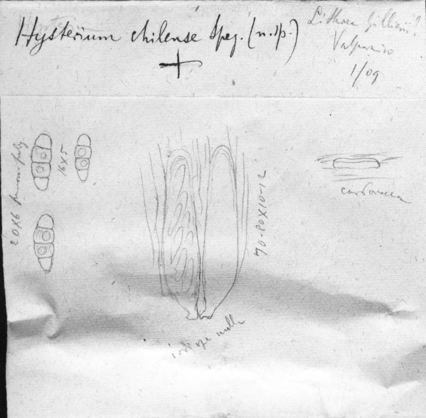 dibujo de Hysterium chilense Speg.