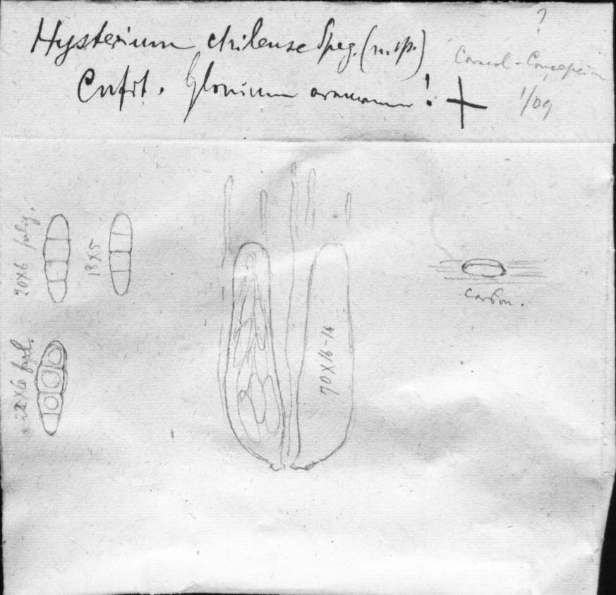 dibujo de Hysterium chilense Speg.