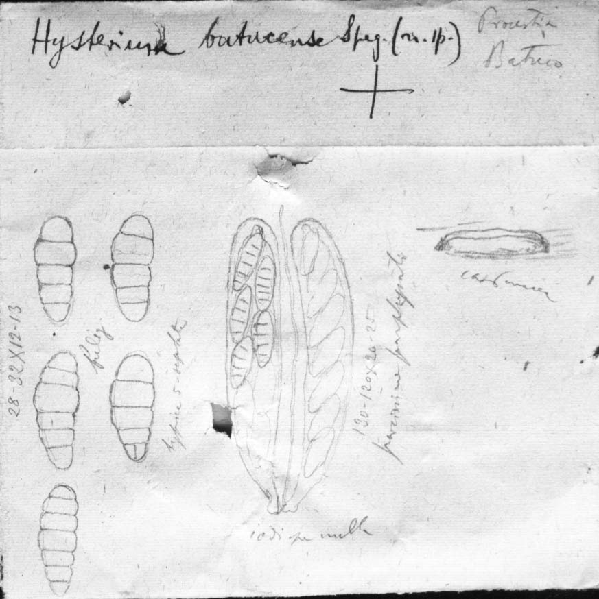 dibujo de Hysterium batucense Speg.