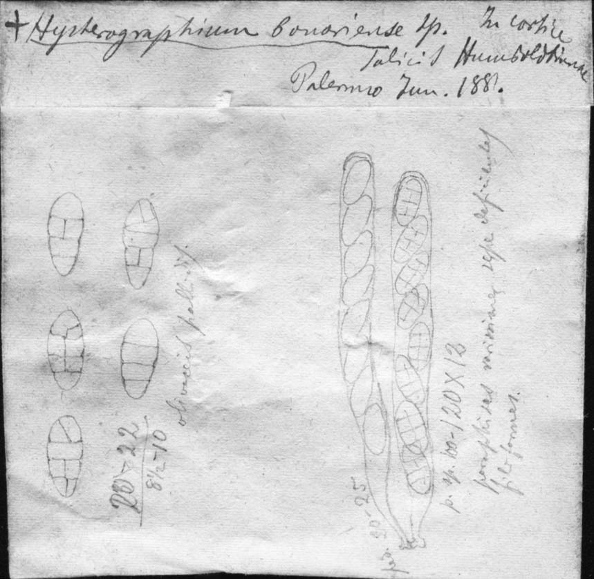 dibujo de Hysterographium bonarense Speg.