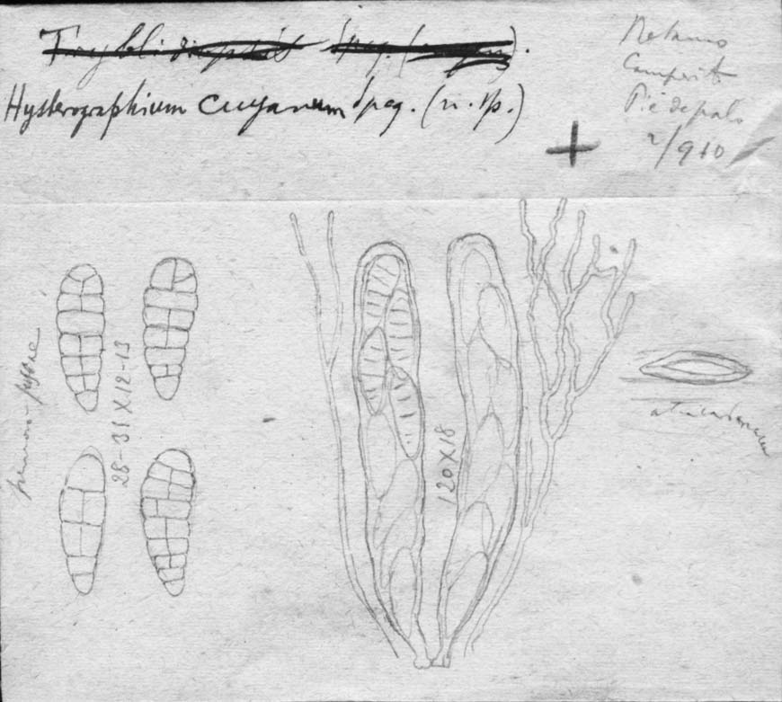 dibujo de Hysterographium cuyanum Speg.