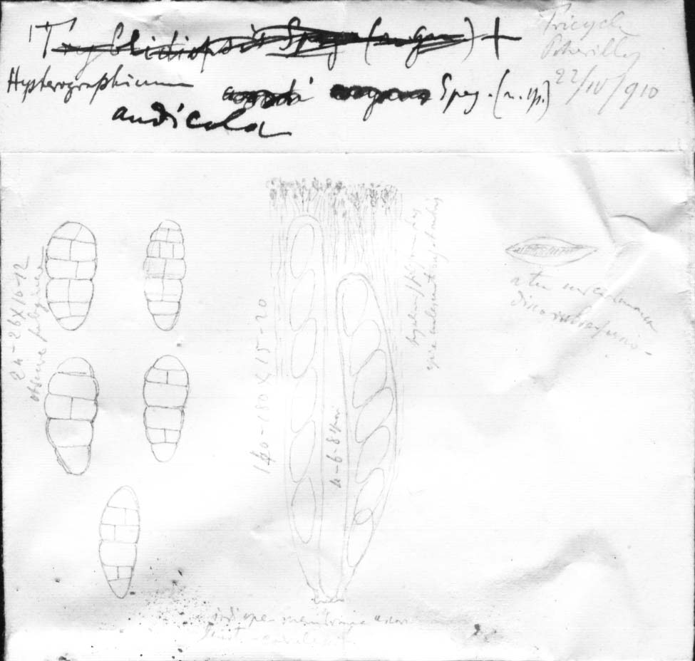 dibujo de Hysterographium andicola Speg.