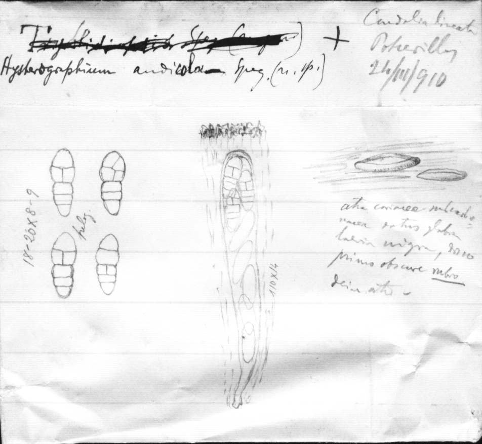 dibujo de Hysterographium andicola Speg.
