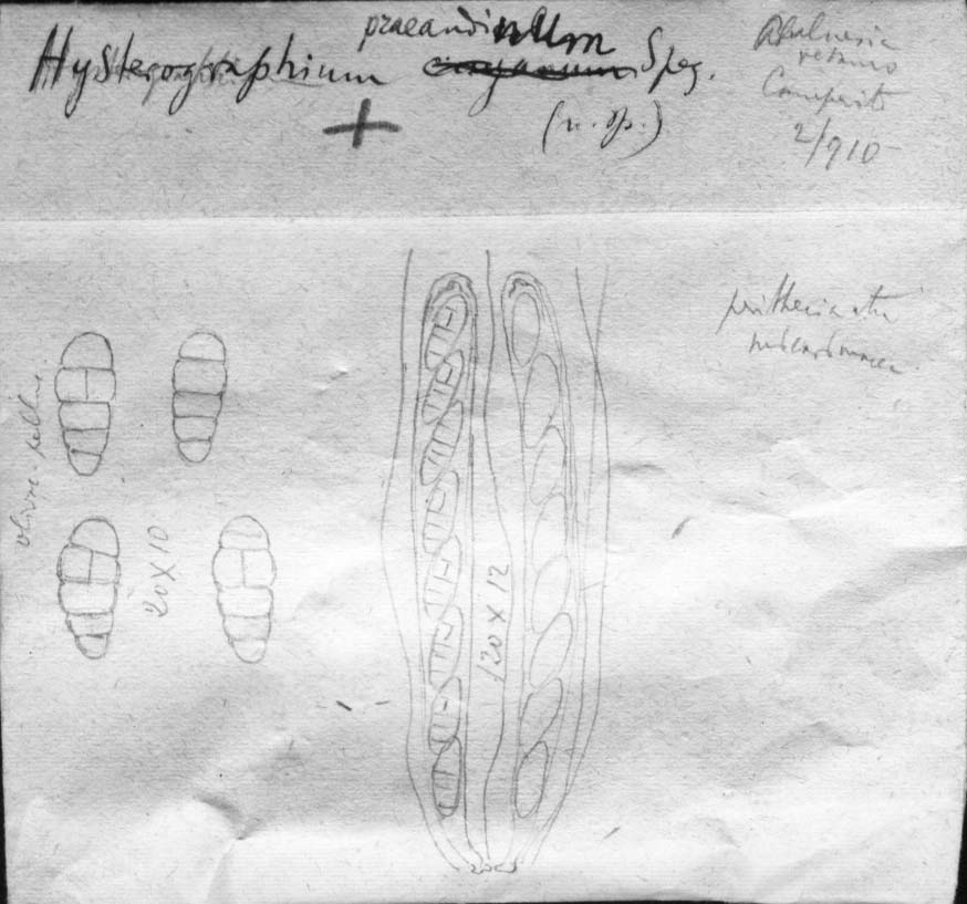 dibujo de Hysterographium praeandinum Speg.