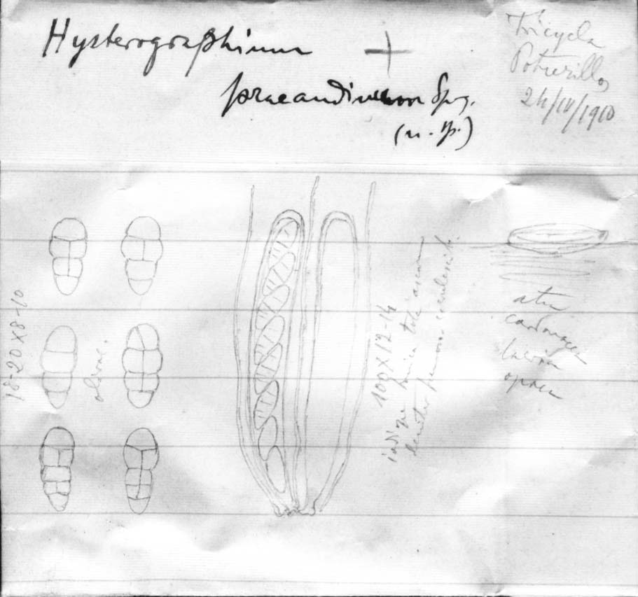 dibujo de Hysterographium praeandinum Speg.