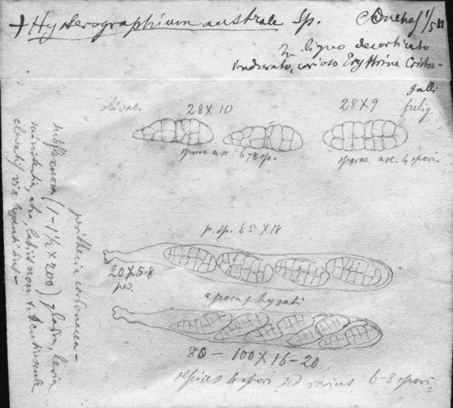 dibujo de Hysterographium australe Speg.