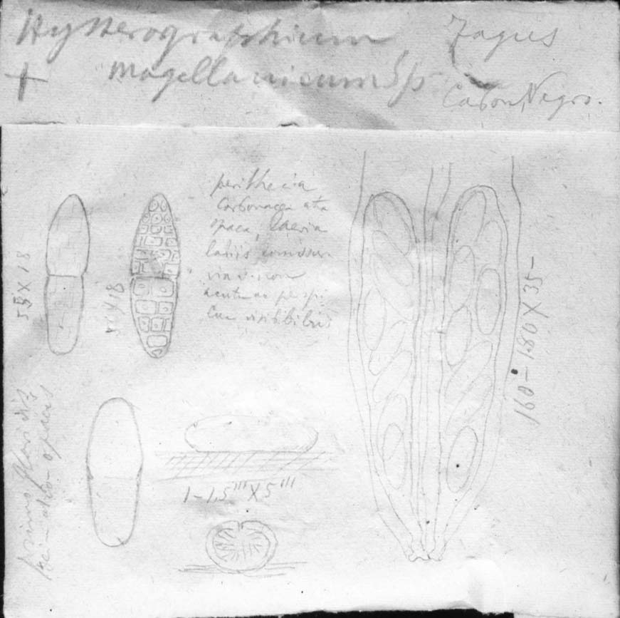 dibujo de Hysterographium magellanicum Speg.