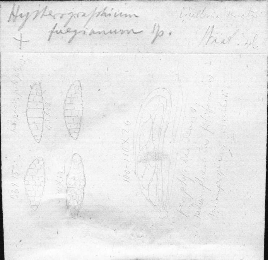 drawing of Hysterographium fuegianum Speg.