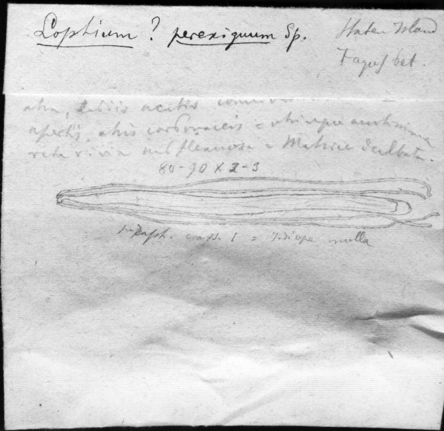 dibujo de Lophium perexiguum Speg.
