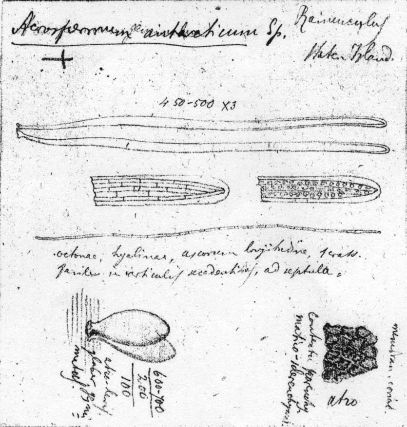 dibujo de Acrospermum antarcticum Speg.