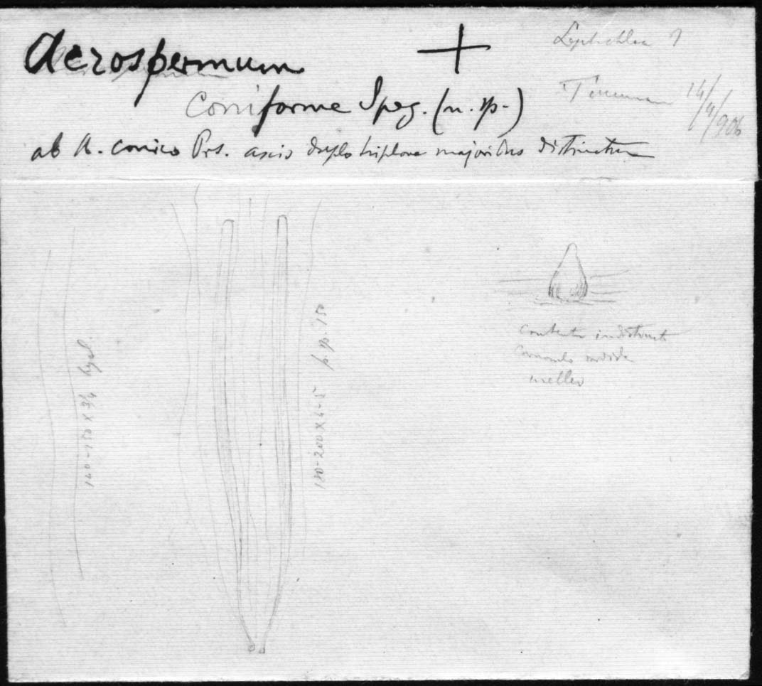 dibujo de Acrospermum coniforme Speg.